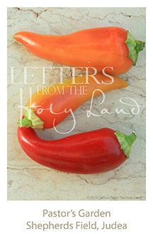 /wp-content/uploads/Letters/LetterOnly/Z-01_Red peppers_2019.png